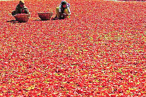 red chilli Nandurbar