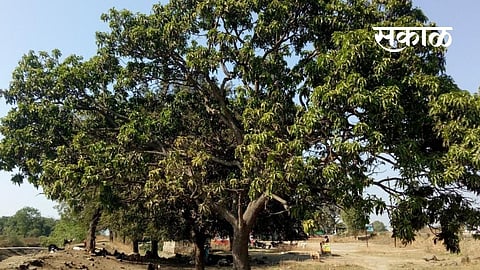 mango tree