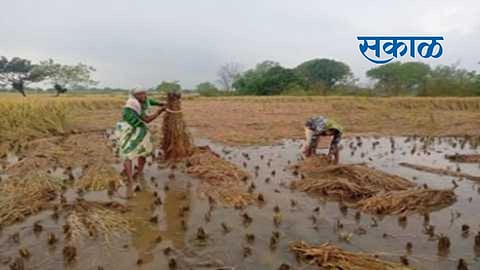 Akola Buldana News Storm rains crisis again; Losses of disabled farmers