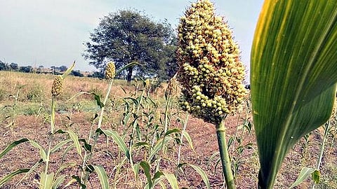 Planning of Sangli Agriculture Department for Rabbi; Demand for seeds, fertilizers