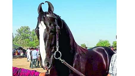 chetak festival
