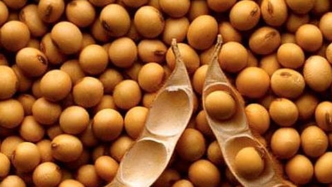 soyabean
