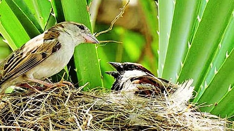 sparrow.jpg