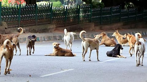 stray dogs
