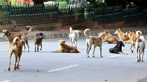stray dogs