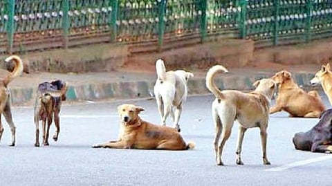 stray dog
