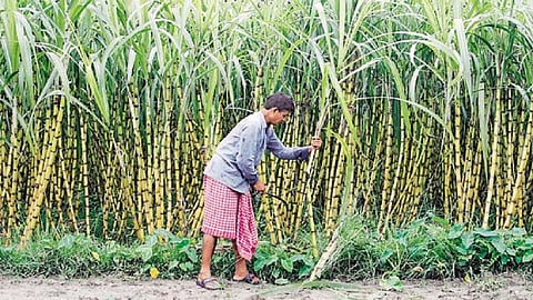 sugar-cane