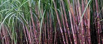 suger cane.jpg