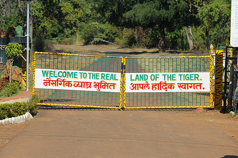Tadoba, Pench Project Will Start from First October