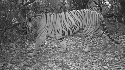Sahyadri forest area found two Tigers
