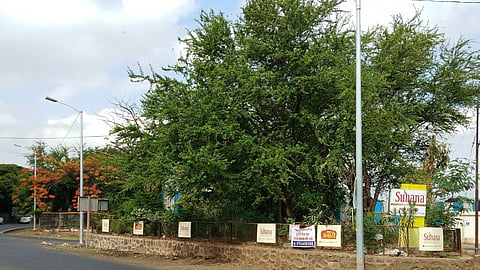 tree-plantation