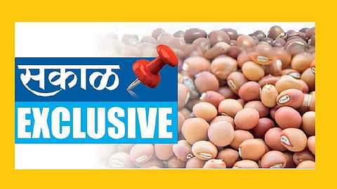 Akola News: Record increase in toor price this year