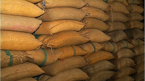 rice crops damaged due to heavy rain in chandrapur