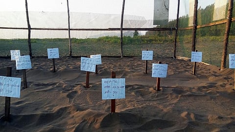 on velas beatch tortotise nest seen its good news in ratnagiri