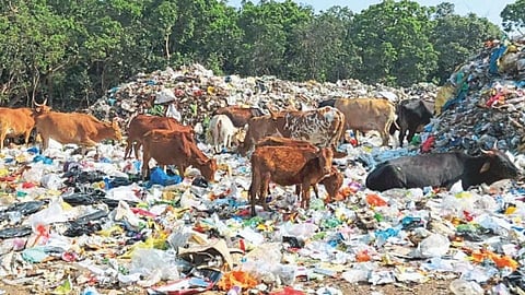 Satara Latest Marathi News