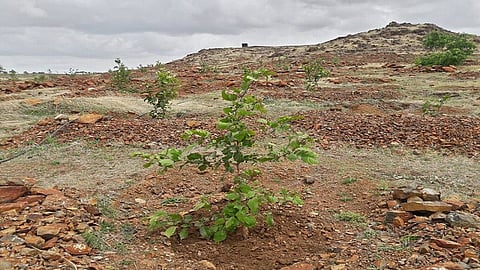 there is no fund for plantations from two years in Maharashtra