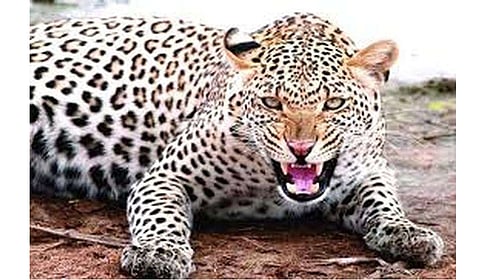 LeopardAttack