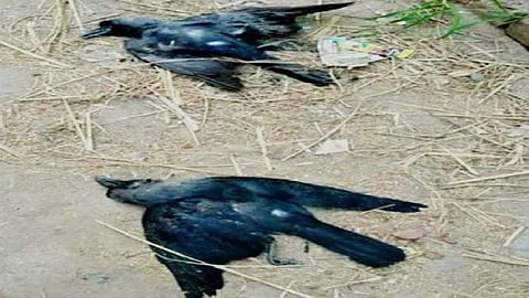 Bird Flue in Mumbai |मृत कावळ्यांना लागण; कच्चे मांस आणि कच्ची अंडी न खाण्याचे आवाहन
