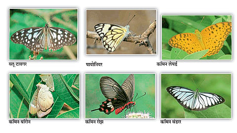 Decrease In Population Of Butterfly Due To Insecticides