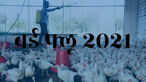 13 hens, two crows die in Pune district after Bird flu outbreak in Maharashtra