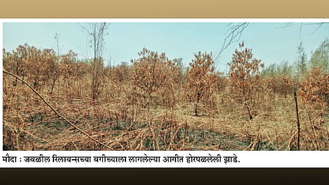 गवतासोबत होरपळली ३,५०० झाडे