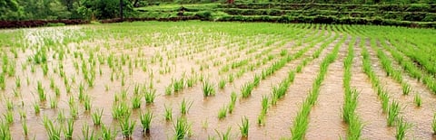 80 crores of loan waiver of flood-hit farmers comes ...
