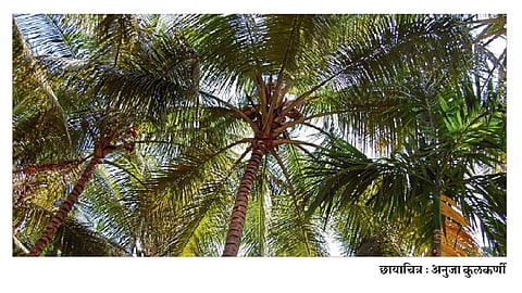 environment