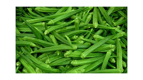 lady finger high of Rs 156 per kg Auction rates at Kurundwad Vegetable Market kolhapur