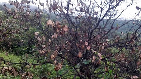 काजू पिकांत पानगळीची समस्या आहे ? मग वाचा हा सल्ला...