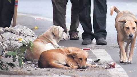 Aurangabad Dogs Dies