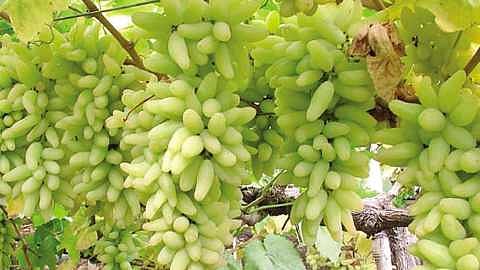 grapes
