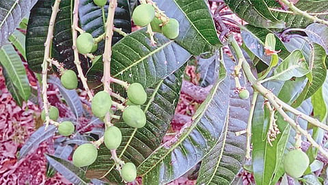 Devgad Hapus Flowering Slowly Sindhudurg Marathi News