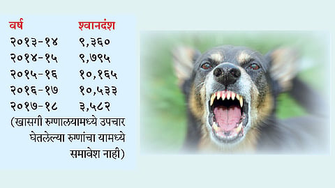 ५० हजार जणांना श्वानदंश