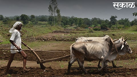 unknown person burned gram in farm at digras of yavatmal