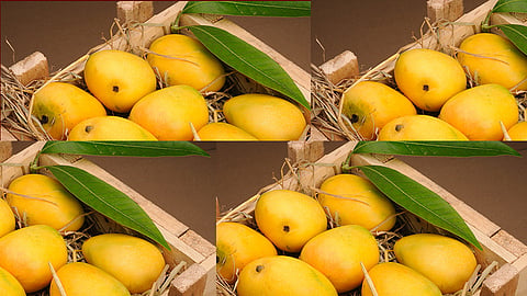 Restrictions on sending hapus to England relaxed Possibility of increase in exports