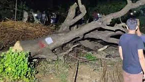 aarey forest social media reaction after supreme court decision stay on tree cutting