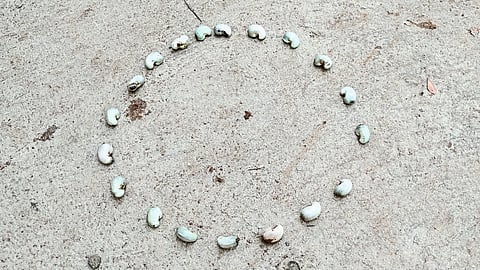 Know About Cashew Nut Round Game Sindhudurg Marathi News
