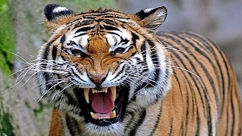 101 people are no more in last 10 years by attack of wild animals
