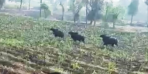If the wildlife enters the urban area, the forest department has to test it