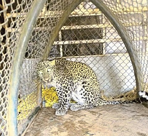 Leopard Fall In Well Ratnagiri Marathi News