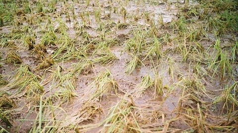 Agriculture