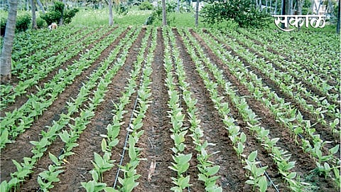 Agriculture