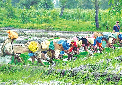 Agriculture