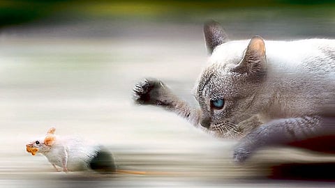 Animal