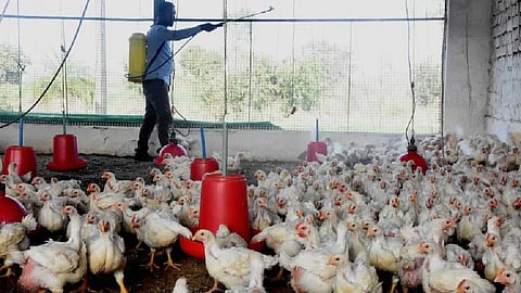 Bird Flu: महाराष्ट्रात बर्ड फ्लु नाही, सुनील केदार यांची माहिती