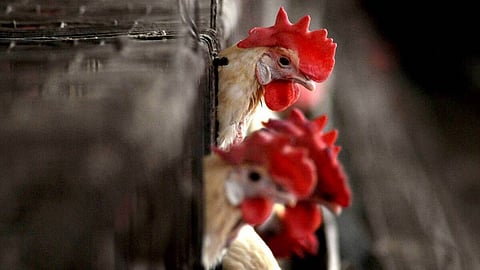 Human Bird Flu Case China