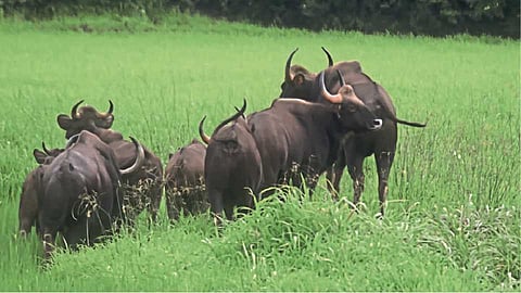 रानगव्यांचा कासला पुन्हा गव गवा