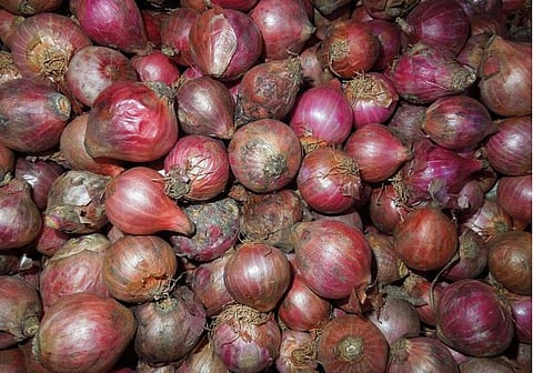 Rotten onion in the fields as manure
