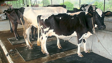 Cattle