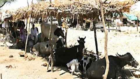 Chavani